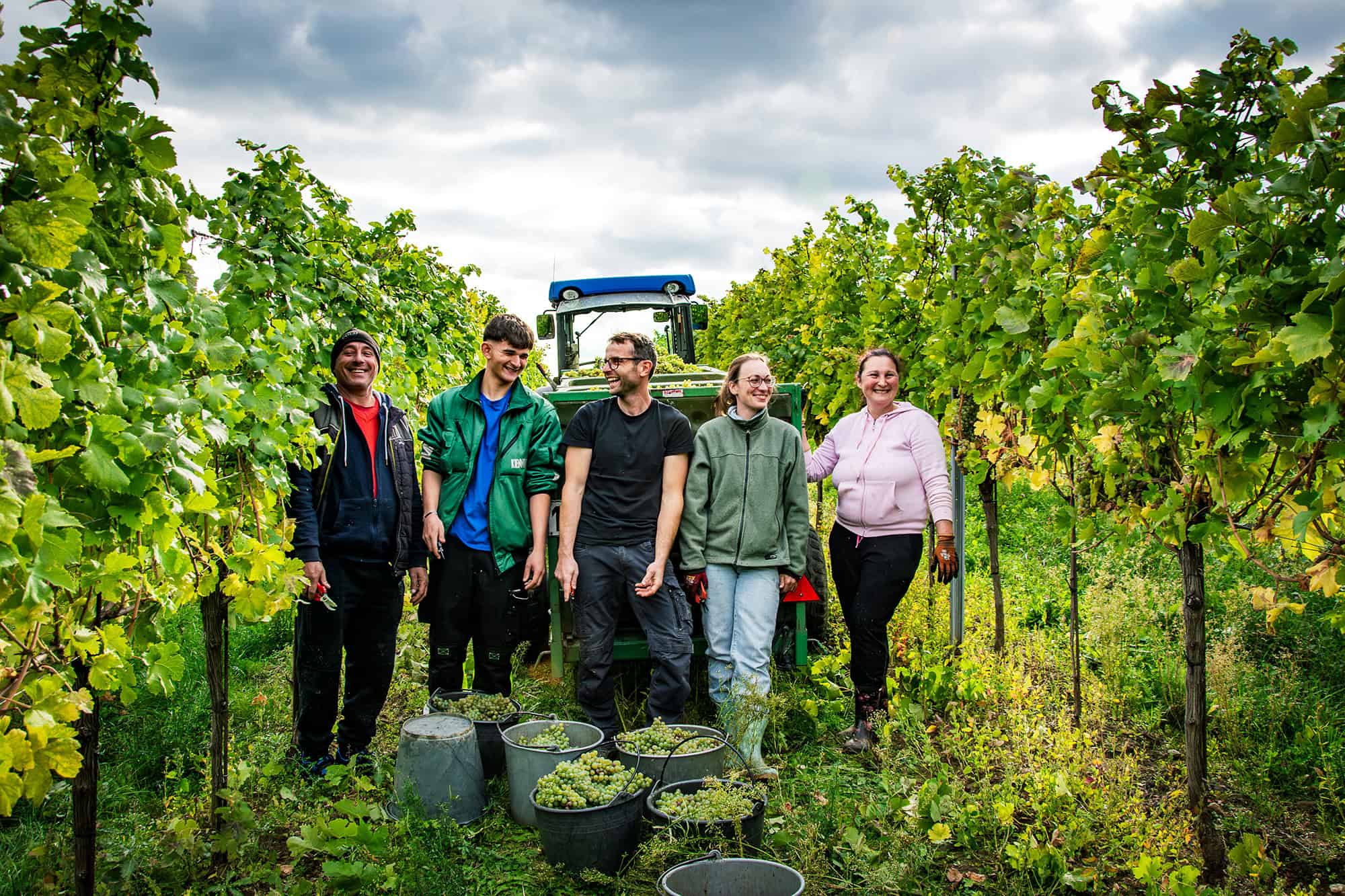 Team beim Weinlese im Weingut Kittenberger, Weinberg in Österreich.