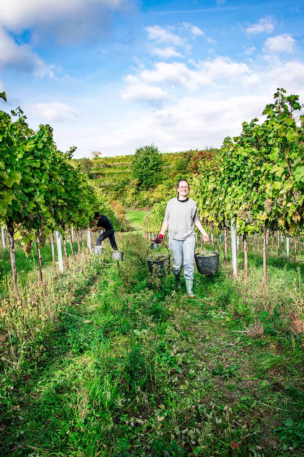 Winzer bei der Weinlese im Weingut Kittenberger in der Wachau.