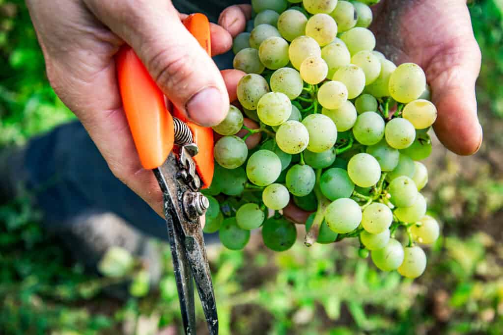 Rebschnitt und Ernte bei Weingut Kittenberger in der Weinregion.